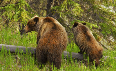 Grizzly bears, Banff N.P, Canada