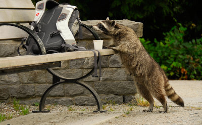 Racoon, Vancouver, B.C, Canada