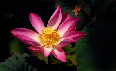 Lotus, Bali; Indonesia