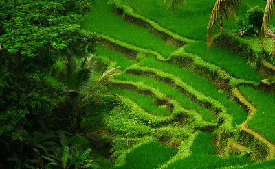 Rice paddies, Bali, Indonesia