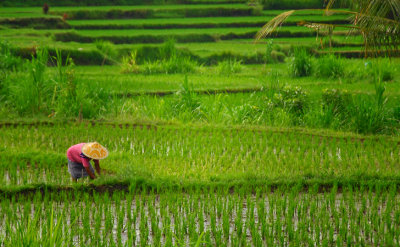 Rice fields, Bali, Indonesia