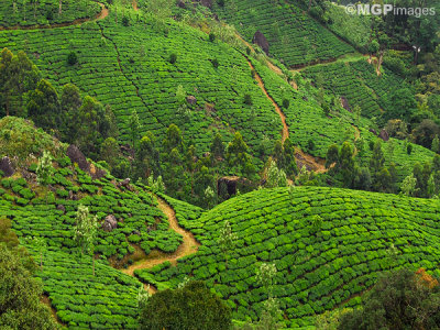 Tea fields, Munnar, Kerala, India