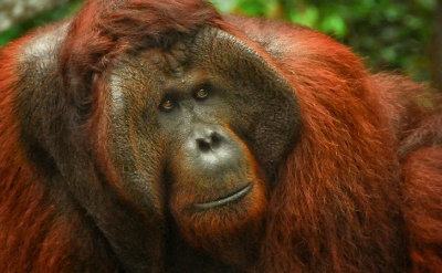 Orangutang King, Tanjung Puting, Kalimantan, Borneo