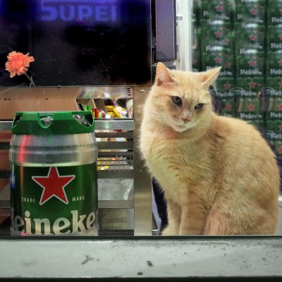 Heineken cat