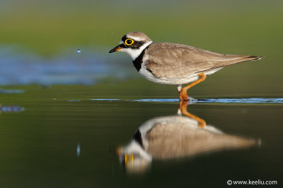 Little Ringed Plover