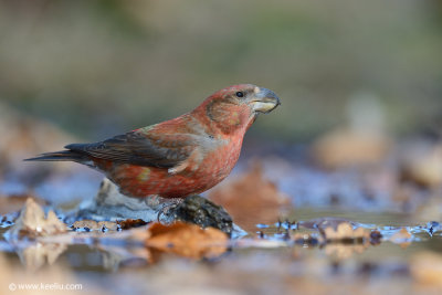 Parrot Crossbill