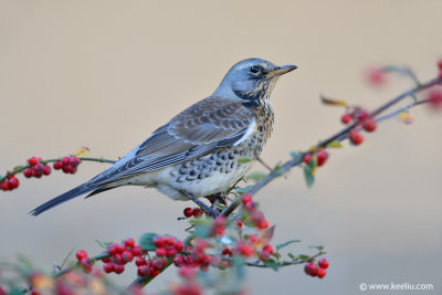 Fieldfare