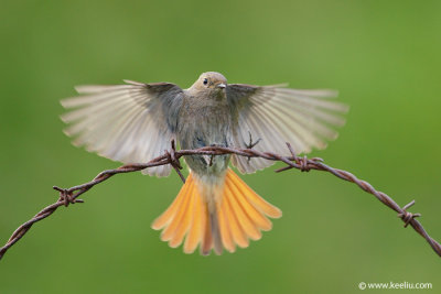 Black Redstart