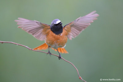 Common Redstart