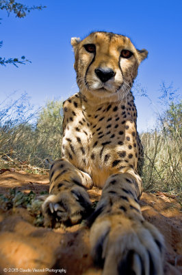 Cheeta, N'aankuSe
