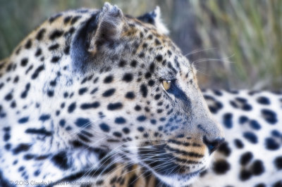 Leopard, N'aankuse