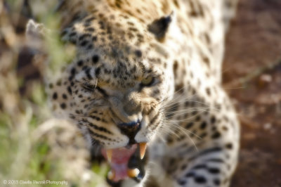 Leopard, N'aankuse