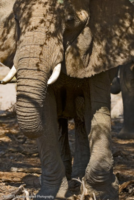 Desert elephants, Damaraland