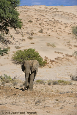 Desert elephants, Damaraland