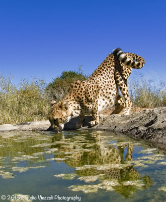 Cheeta, N'aankuSe