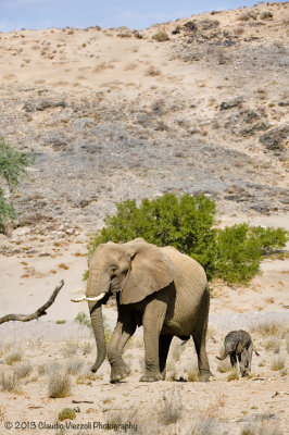 Desert elephants, Damaraland