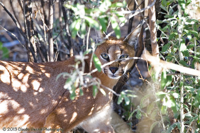 Caracal, Na'ankuse