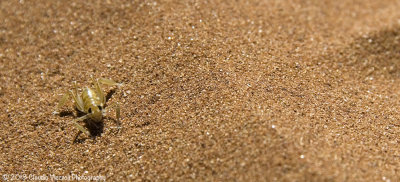 Namib desert