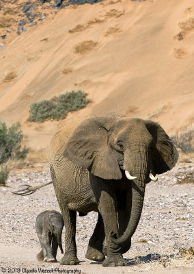 Desert elephants, Damaraland, Ugab river