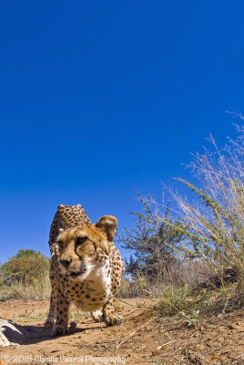 Cheeta, N'aankuse