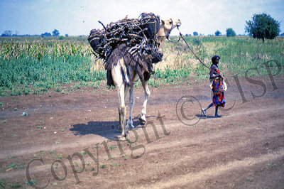 Southern Somalia, 1983
