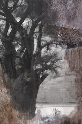 Baines baobab, Botswana