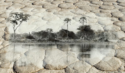 Okavango Delta