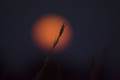 Kalahari Desert