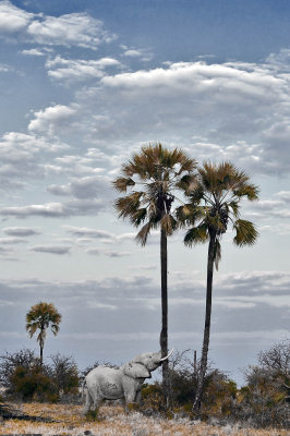 Makgadikgadi Pan