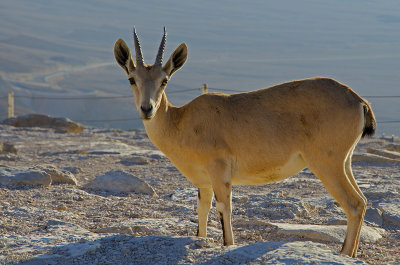 Capra ibex nubiana in Mizpe Ramon