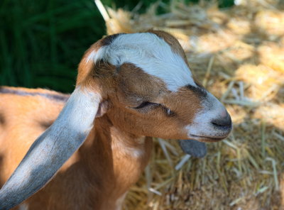 A young Nubian goat