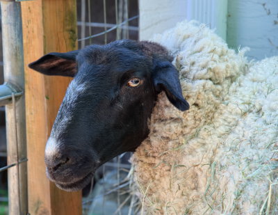 Olivia the large-ish sheep awaits the shears