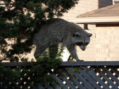7th May - A racoon walking along the top of our fence