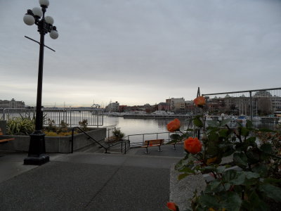 The roses are still in bloom in December