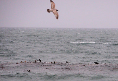 Sea lions at French Beach