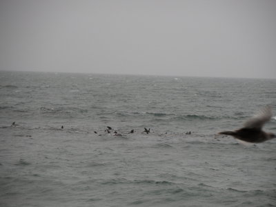 Sea lions at French Beach