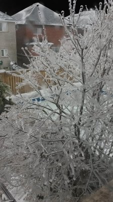 Our lilac tree on Friday evening