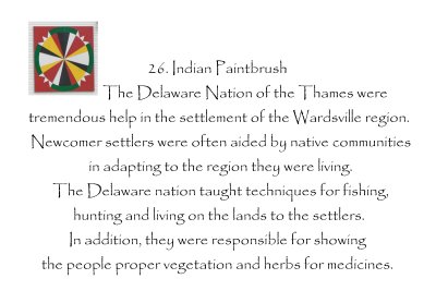 Indian Paintbrush description