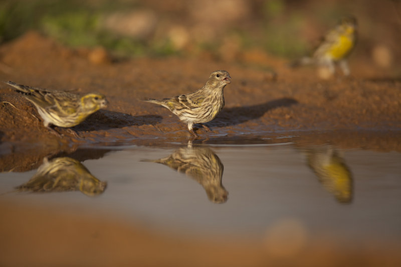 IMG_8944.jpg  European Serin / Serinus serinus