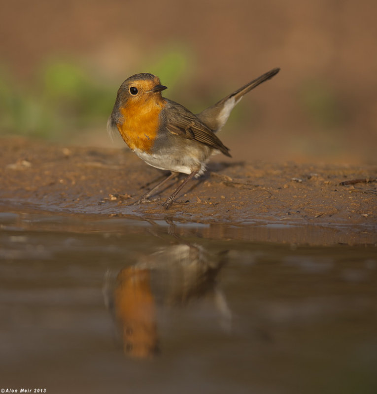 IMG_0448-1.jpg    robin_-_erithacus_rubecula