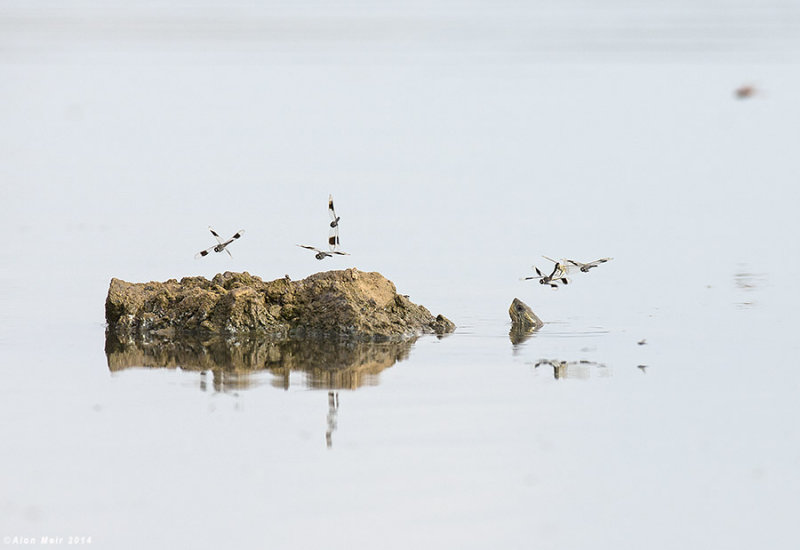 BO8R0985.jpg   Brachythemis leucosticta