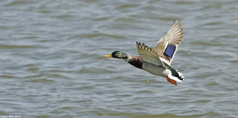 _F0A5160.jpg   Mallard Anas platyrhynchos