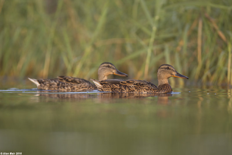 671A4895.jpg    Mallard Anas platyrhynchos