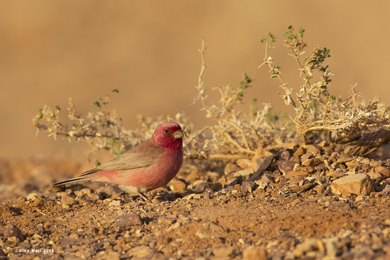 671A7945.jpg   Carpodacus synoicus