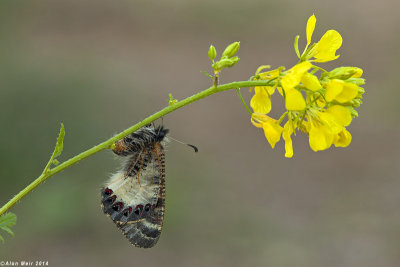 IMG_4445.jpg Archon apollinus