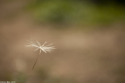 IMG_7317.jpg  Geropogon hybridus