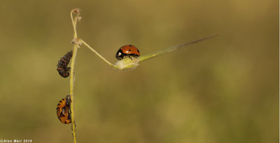 IMG_8911.jpg  ladybird