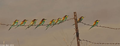bee-eater_