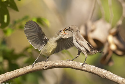 IMG_1309.jpg  Palestine sunbird nestlimg feeding