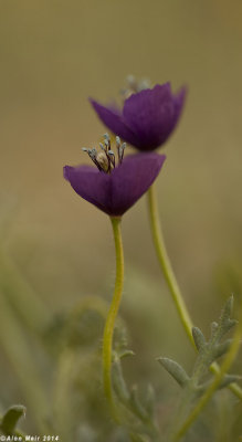 IMG_9526.jpg    Purple Horned-Poppy.